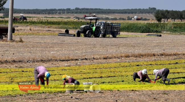 Çekirdeksiz kuru üzümde hasat zamanı