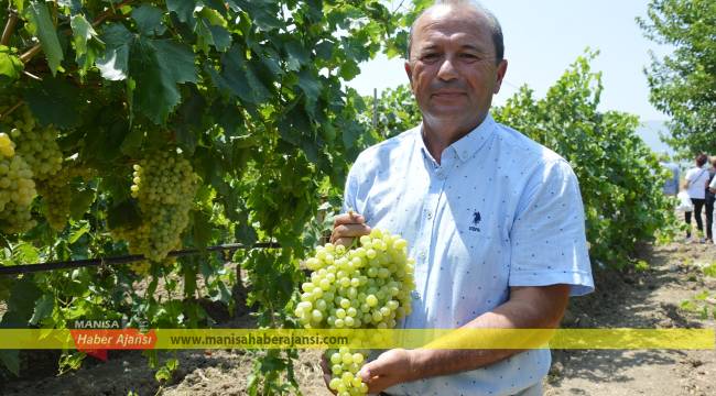 CHP’li Gürtunca’dan üzüm fiyatının açıklanmamasına tepki