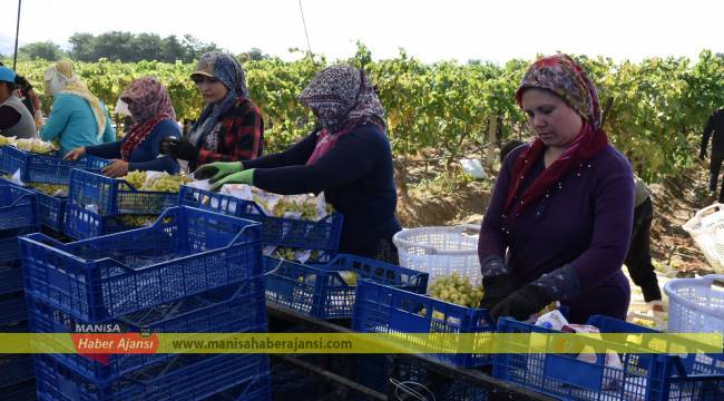Manisa Türkiye üzümünün yüzde 70’ini karşılıyor