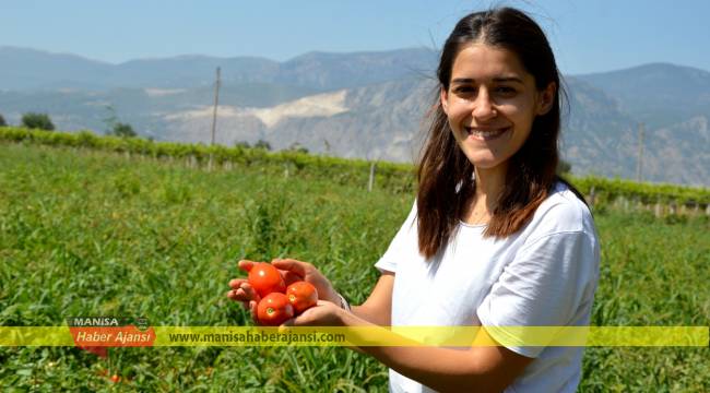 Okula gitmek için domates topluyorlar