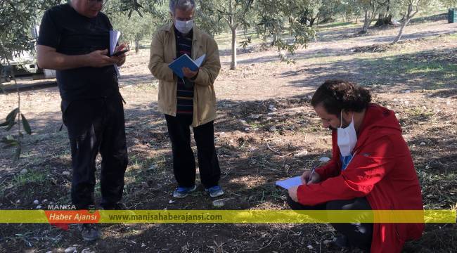 SOMA’DA ANTİK AĞAÇTAN REKOR ZEYTİN