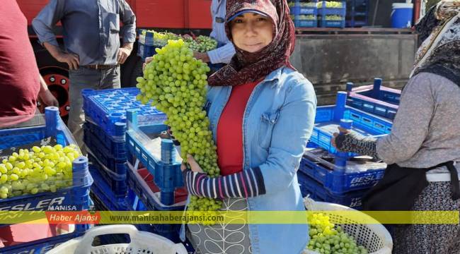 Üzümün boyu ve kalitesi sevindiriyor