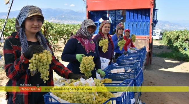 Yaş üzümde kalite iyi