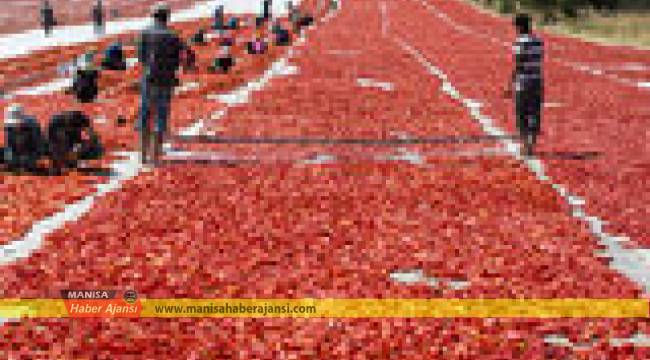 Türk kuru domatesi dünya sofralarını lezzetlendiriyor