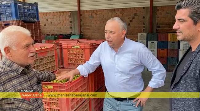 Sofralık Zeytine 1 Lira, Zeytinyağına 3 Lira Destek Verilmeli