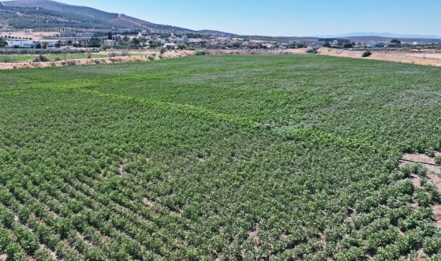 Akhisar Belediyesi’nin tarım arazilerinde bu kez pamuk yetişiyor