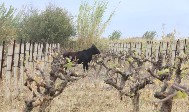 ŞEHZADELERDE ZORLU KAÇAK DÜVE OPERASYONU