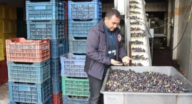 Akhisar İlçe Tarım Müdürlüğü Zeytin ve Zeytinyağı Üreten İşletmelerde denetime başladı