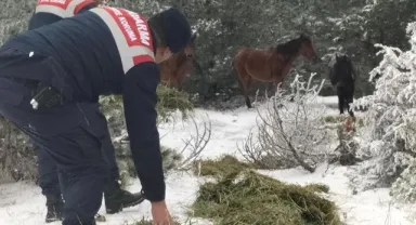 Manisa'da Yılkı Atlarına Yem Yardımı