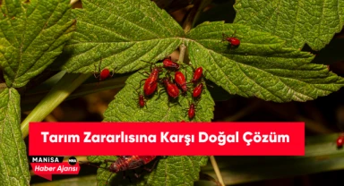 Tarım Zararlısına Karşı Doğal Çözüm