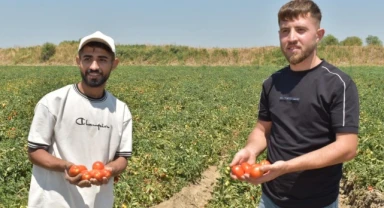 Manisalı Genç Çiftçilerden Feryat: Domates Fiyatları Çiftçiyi Zor Durumda Bıraktı