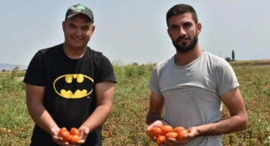 Manisalı Genç Çiftçi, Domates Fiyatlarının Düşmesi Nedeniyle Zor Durumda: “Sesimizi Artık Duyun, Yarın Çok Geç Olabilir”