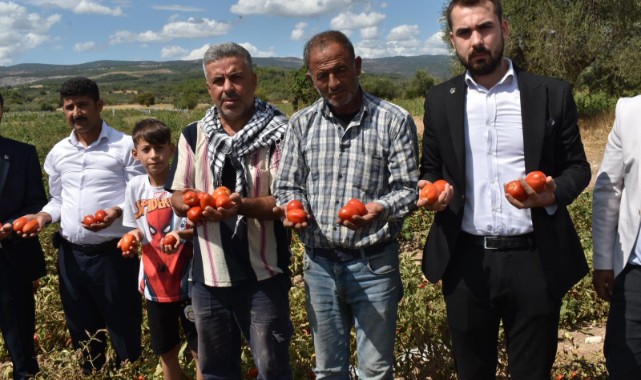 Tarlada Kalan Domatesler İçin Çözüm Aranıyor