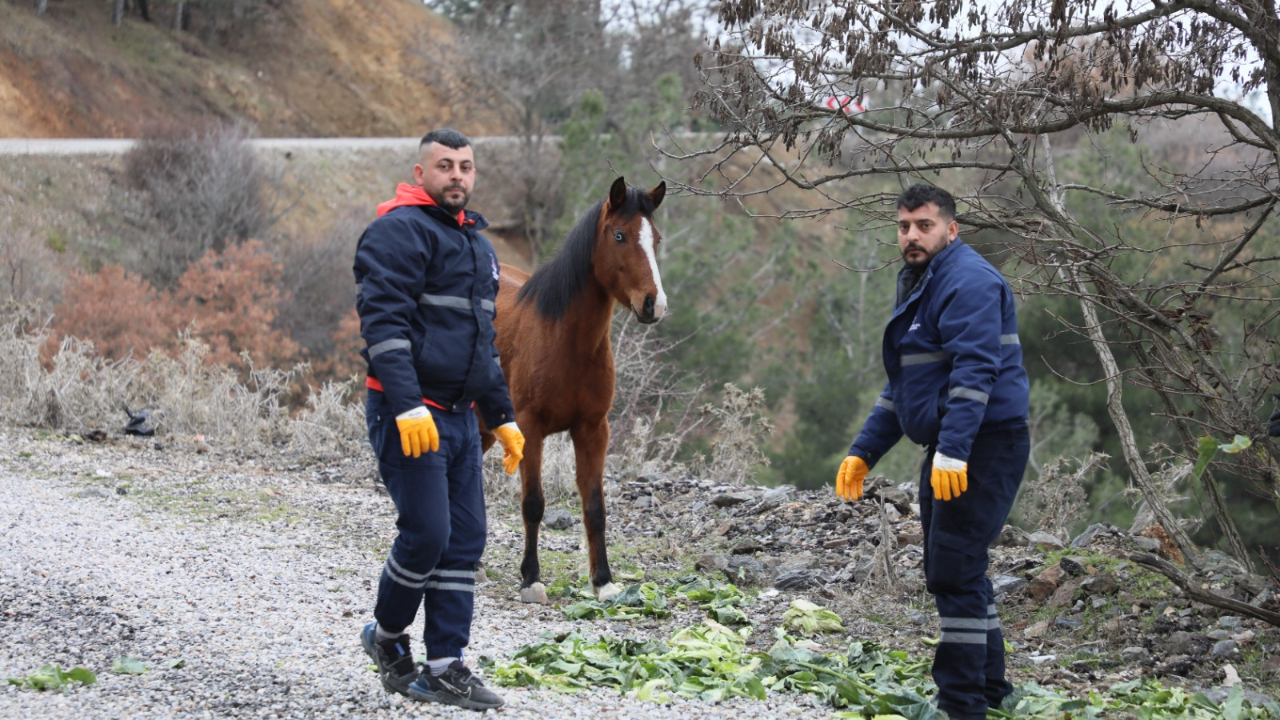 Şehzadeler’den Yılkı Atlarına Kış Desteği