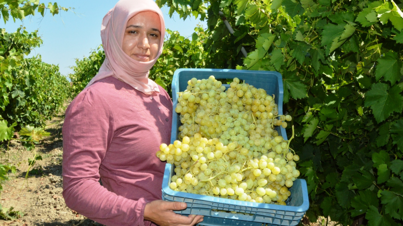 Manisa’da Sultani Üzümde Hasat 15 Temmuz’da Başlıyor