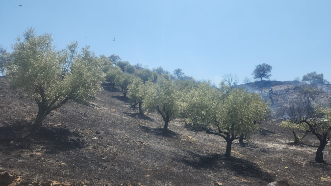 Turgutlu Derbent’teki Yangın Büyümeden Söndürüldü