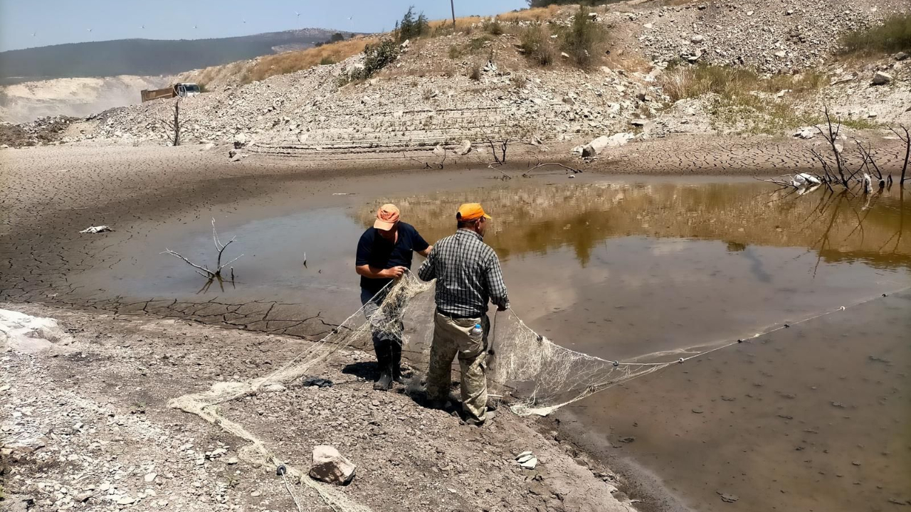 Soma’da Balıklar İçin Seferberlik: Göletteki Canlılar Kurtarıldı