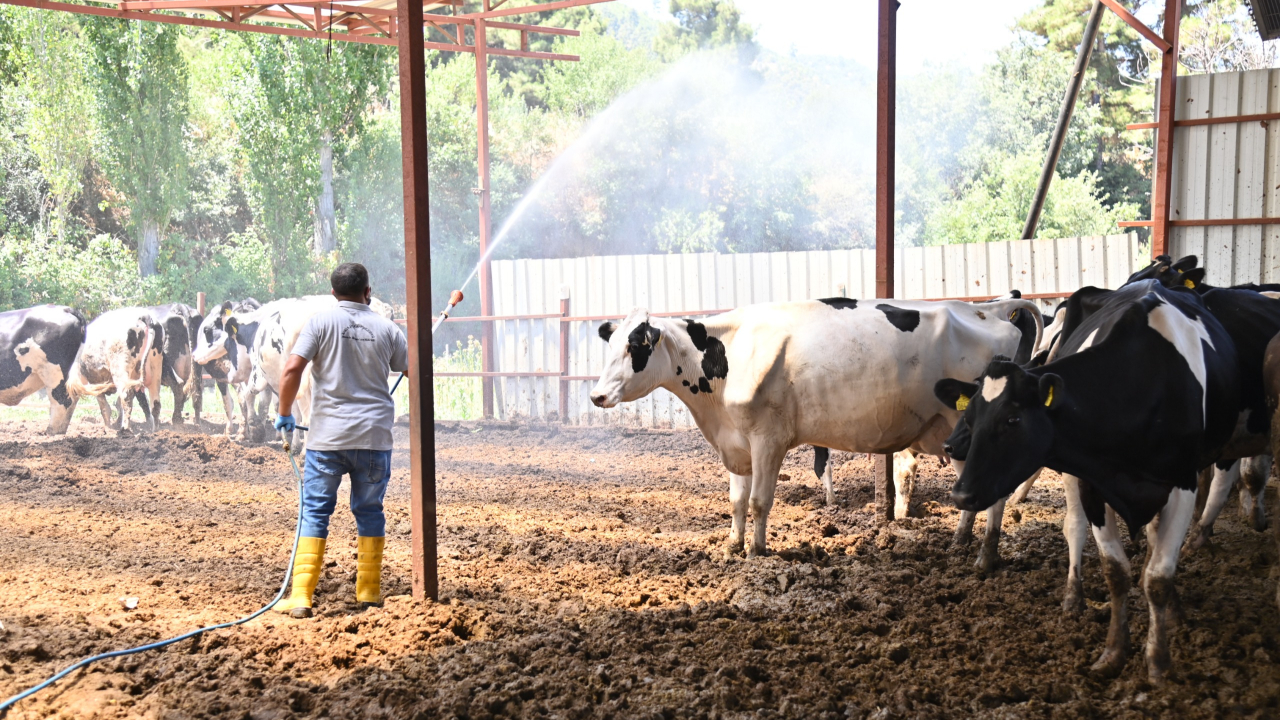 Alemşahlı’da Akabane Alarmı: Büyükşehir’den Hızlı Müdahale