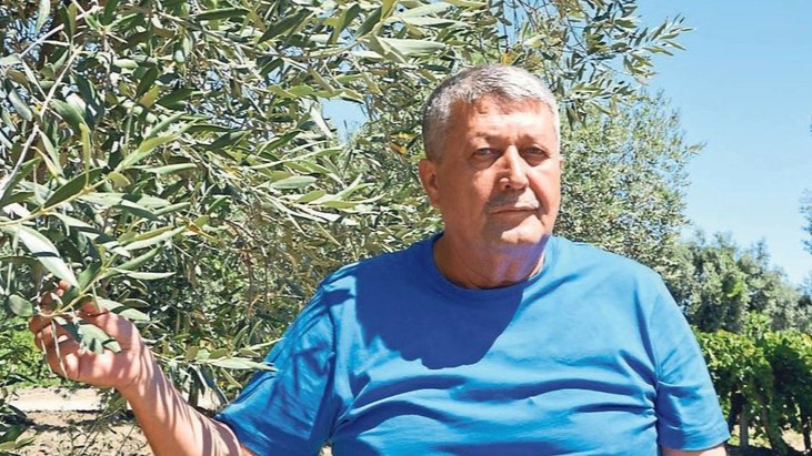 Manisa Zeytin Üretiminde Lider, Kuraklık Çiftçiyi Zorluyor