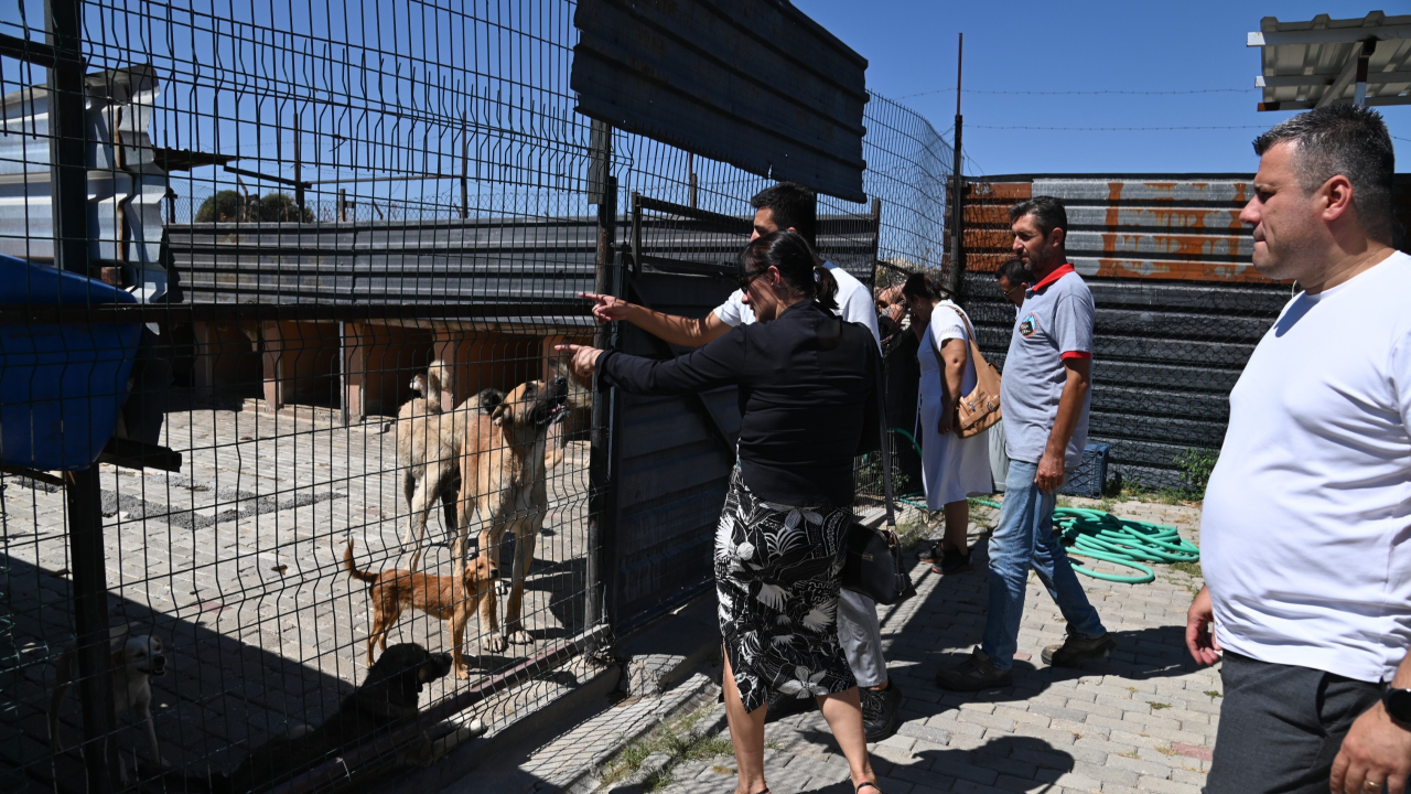 Kula’da Sokak Hayvanları İçin Doğal Yaşam Alanı Kuruluyor