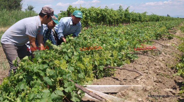 Bağlarda Zarar Büyük, Üretici Perişan