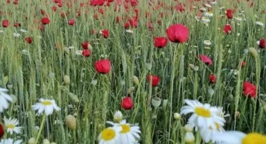 21 Mart Dünya Şiir Günü Kutlu Olsun