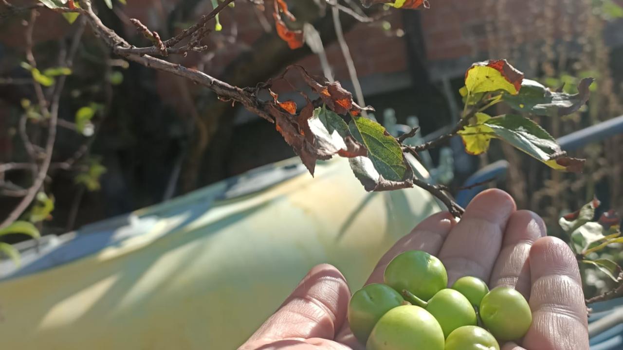 Akhisar’da Zeytin Bahçesinde Sürpriz: Kasımda Erik Meyvesi!