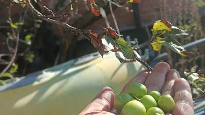 Akhisar’da Zeytin Bahçesinde Sürpriz: Kasımda Erik Meyvesi!