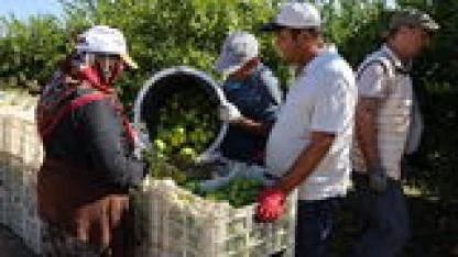 Mandalina İhracatında Ekim Ayında Rekor Artış