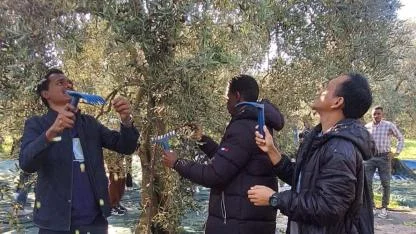 Uluslararası Öğrenciler Zeytin Hasadında Buluştu: “Yunusemre’nin İzinde Kardeşlik”