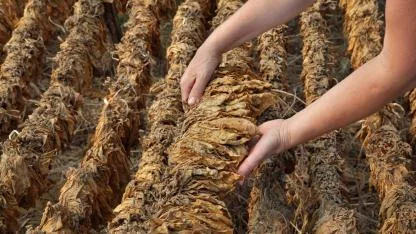 Manisa tütünde üretim ve ihracat rekoru kırdı