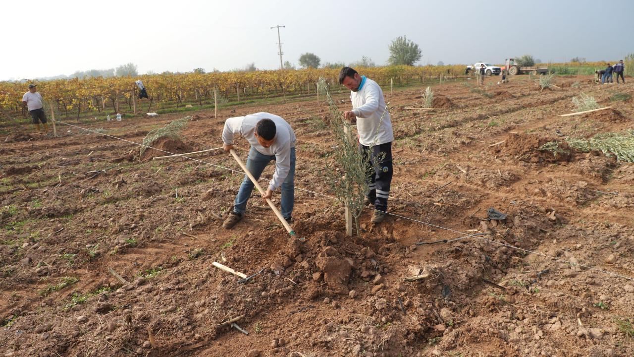 Turgutlu Belediyesinden örnek uygulama: 1790 zeytin ağacı dikildi