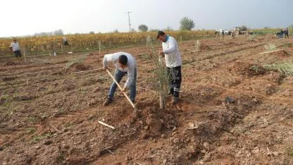 Turgutlu Belediyesinden örnek uygulama: 1790 zeytin ağacı dikildi