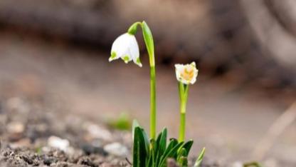 İlk Cemre Düştü Mü? 2026 Cemre Düşme Tarihleri