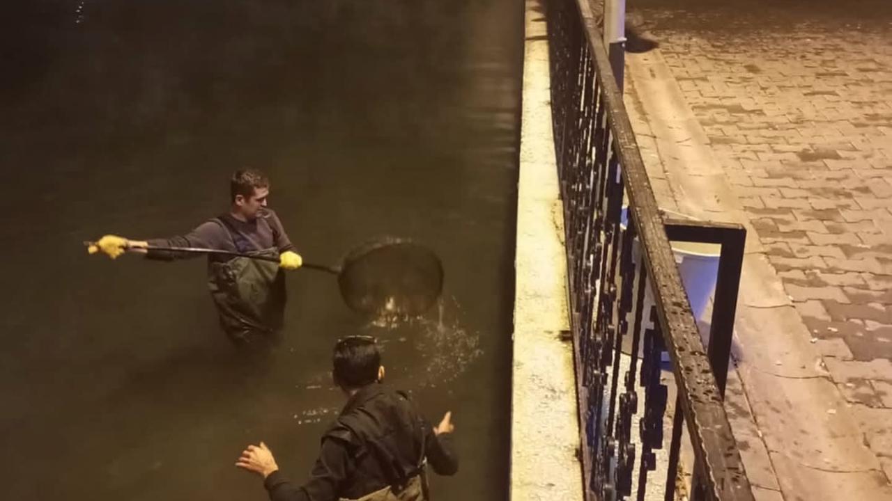 Soma Havuzlu Park’ta balıklara kimyasal saldırı