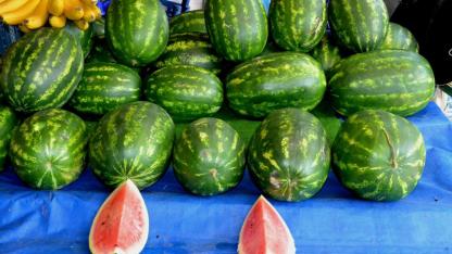 Mart Ayında Karpuz Dönemi Başladı