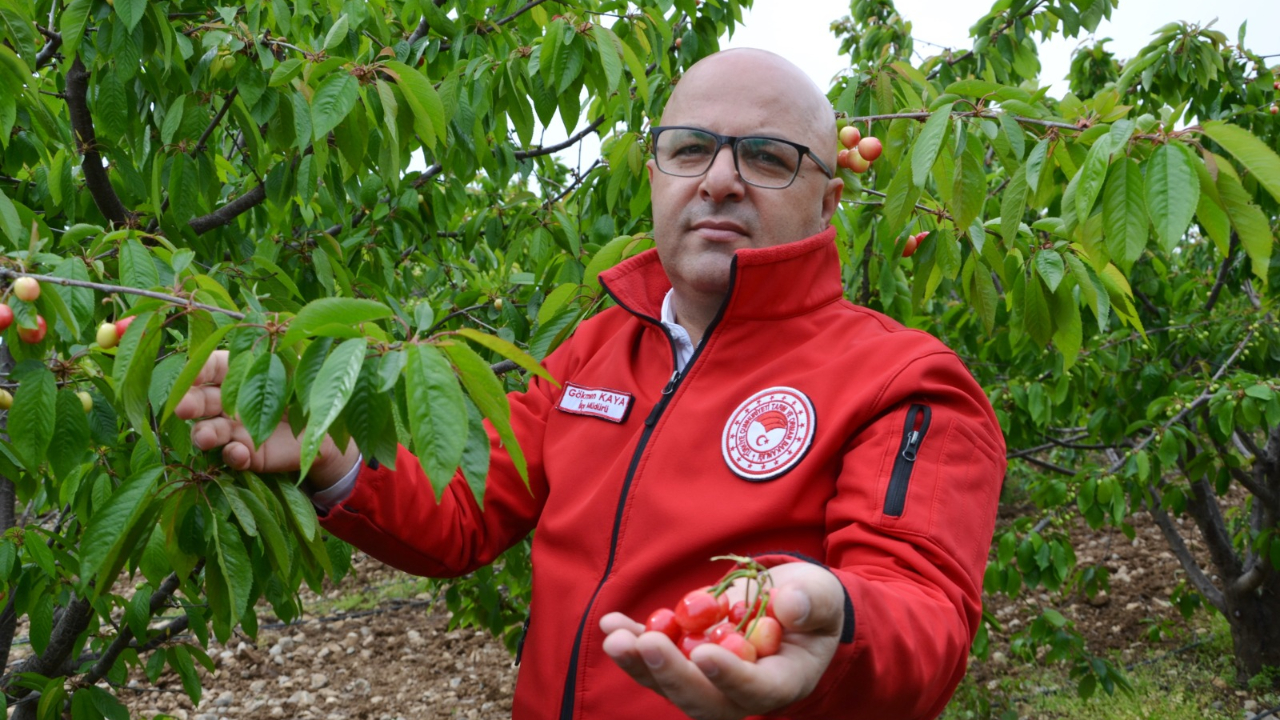 Manisa’da Kiraz Sezonu Açıldı