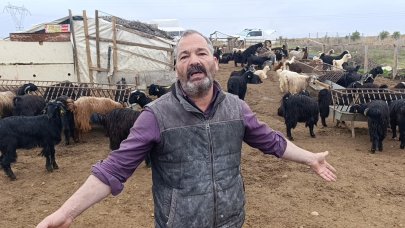 Antalya’da sokak köpekleri 25 keçiyi telef etti